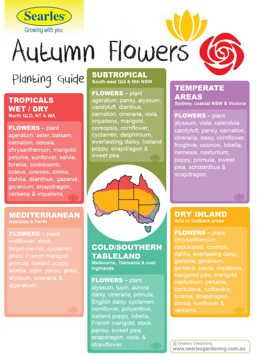 Gardening and Planting Calendar Australian Climates Autumn Flowers